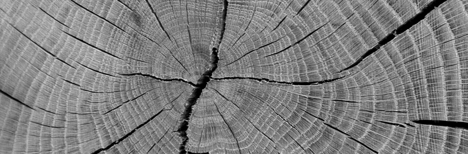 A history of oak